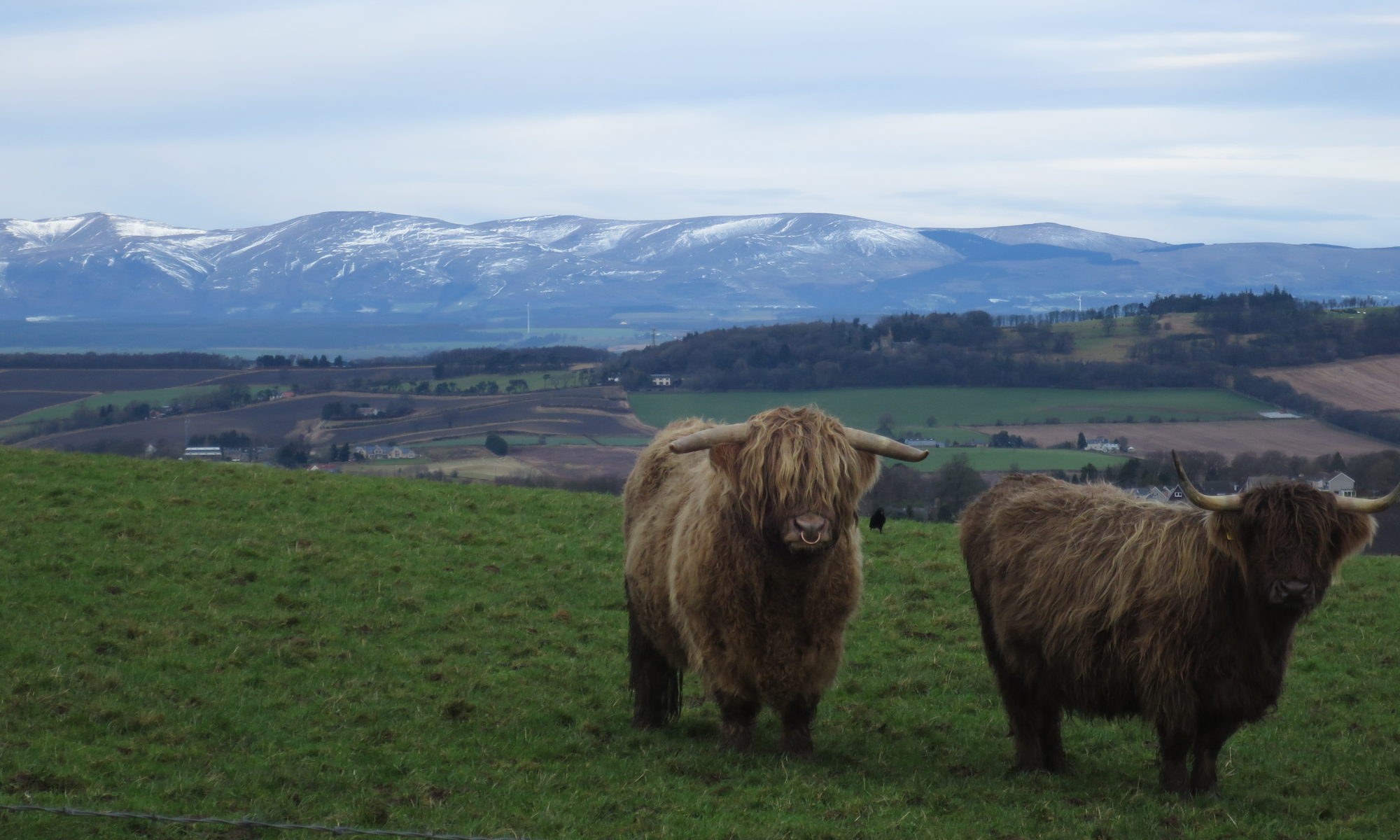 Hairy coos